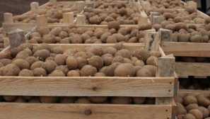 Как да лекуваме мазета от мишки